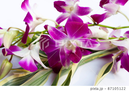 Bouquet beautiful purple orchid flowers on white background 87105122