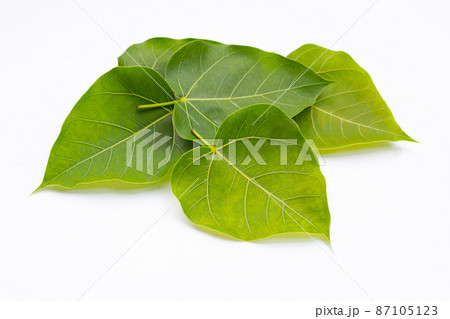 Green bodhi leaf on a white background. Green bodhi leaf on a white background. 87105123