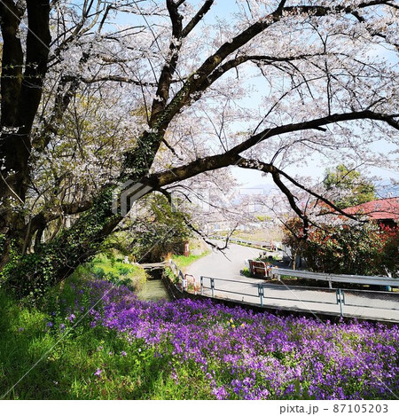 桜 ハナダイコン 風景 桜 ハナダイコン 風景 87105203