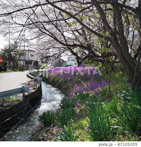 桜 ハナダイコン 風景 桜 ハナダイコン 風景 87105205