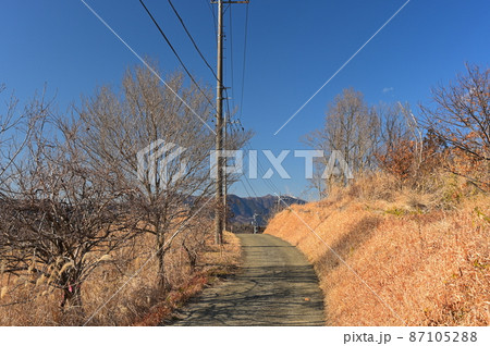 冬のすすき道《大井町》 冬のすすき道《大井町》 87105288