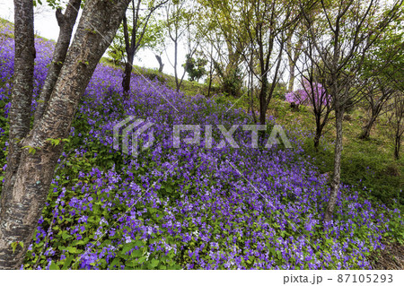 ムラサキハナナの群生／アブラナ科オオアラセイトウ属 87105293