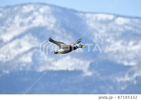 マガモの飛翔 87105332