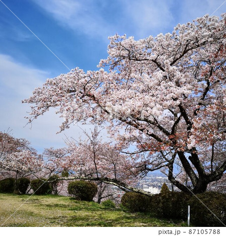 桜 大法師公園 桜 大法師公園 87105788