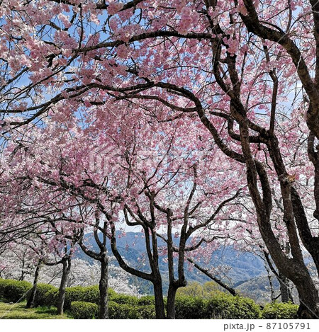 桜　大法師公園 87105791