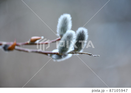 早春のネコヤナギ(猫柳) 早春のネコヤナギ(猫柳) 87105947