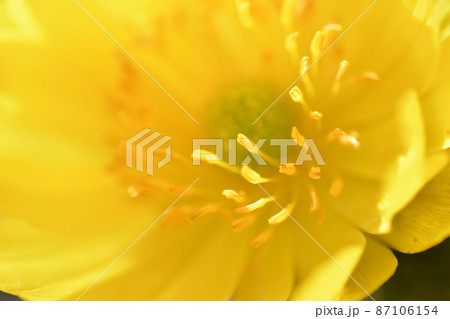福寿草の芯 87106154