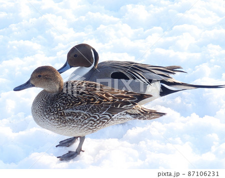冬鳥　渡り鳥　鴨のカップル 87106231