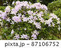 淡いピンクのツツジ 87106752