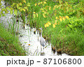サギがいた川 87106800