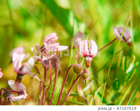 尾瀬・尾瀬ヶ原に咲くツルコケモモ 尾瀬・尾瀬ヶ原に咲くツルコケモモ 87107019