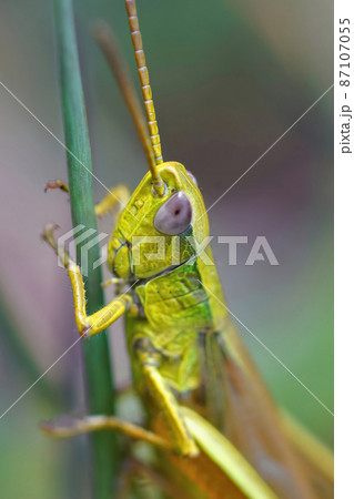 Vertical closeup on a colorful male gold grasshopper Chrysochraon dispar hiding in the vegetation with it's blue eyes 87107055