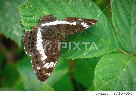Closeup on the rare and locally endangered White admiral , Limenitis camilla with open wings at Drongengoed , Ursel, Belgium 87107056