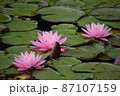 蓮の花 87107159