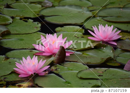蓮の花 87107159