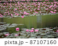 蓮の池 87107160