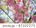 まるくてかわいい八重桜 87107273