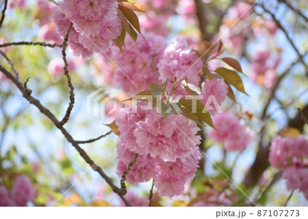 まるくてかわいい八重桜 87107273