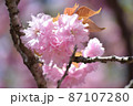 まるくてかわいい八重桜 87107280