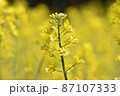 菜の花 87107333