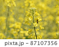 菜の花 87107356