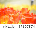チューリップ 87107374