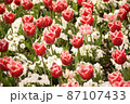 チューリップ 87107433