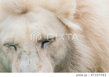 Closeup beautiful portrait of an African Lion. 87107482