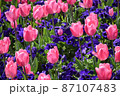 チューリップ 87107483
