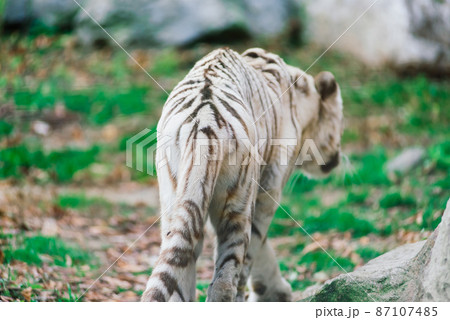 White big tiger, bleached tiger in autumn park laying and walk, close up 87107485