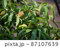 桃の実 87107639