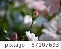 バラの小さい蕾 87107693