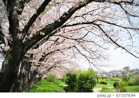 大蔵池公園の桜 87107694