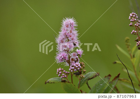 ホザキシモツケ 87107963