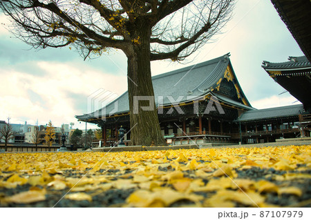 京都　東本願寺の銀杏2021年秋 87107979