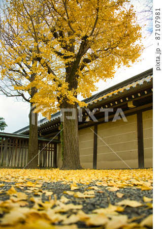 京都　東本願寺の銀杏2021年秋 87107981