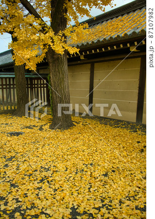 京都　東本願寺の銀杏2021年秋 87107982
