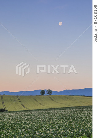 【北海道美瑛町】月と朝焼けと親子の木 87108109
