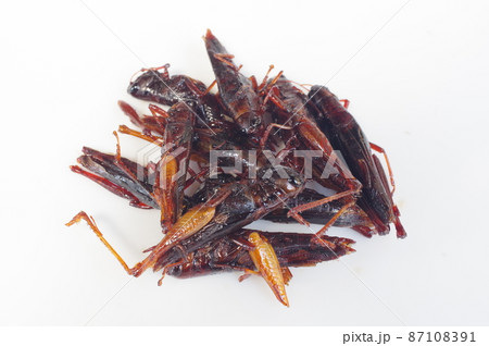 イナゴの佃煮 郷土料理のひとつ 昆虫食 イナゴの佃煮 郷土料理のひとつ 昆虫食 87108391