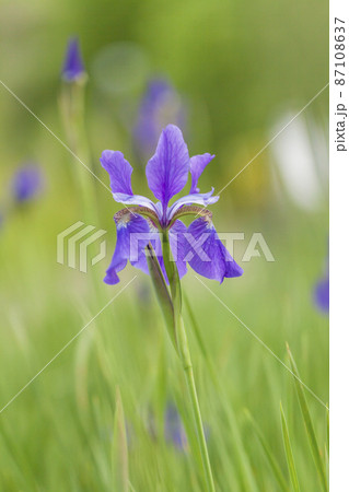 アヤメ　和風　花菖蒲　爽やか　ショウブ 87108637