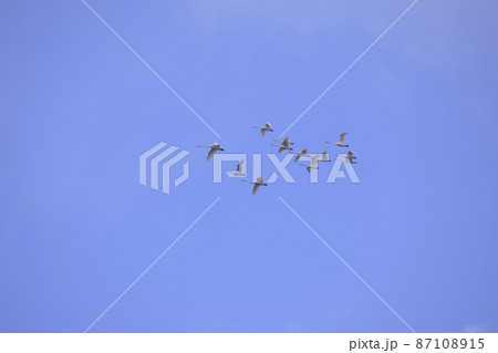 白鳥の編隊飛行 87108915