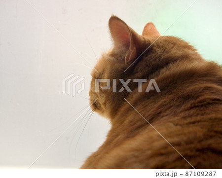 窓際で聞き耳を立てるネコ 窓際で聞き耳を立てるネコ 87109287
