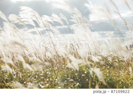 曽爾高原のススキ 87109622