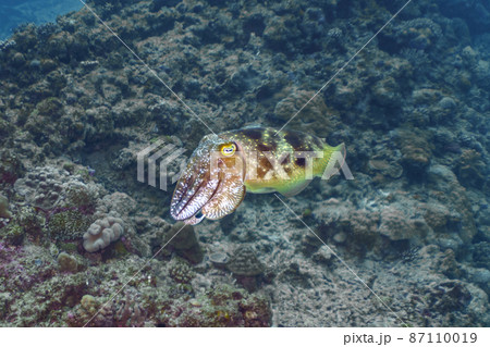 コブシメ コブシメ 87110019