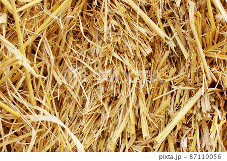 Dry straw texture for background and design art work, bales of cereal straw for cow and horse. Dry straw texture for background and design art work, bales of cereal straw for cow and horse. 87110056