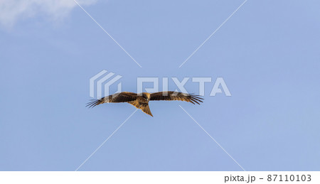 A hawk glides elegantly through the blue sky. 87110103