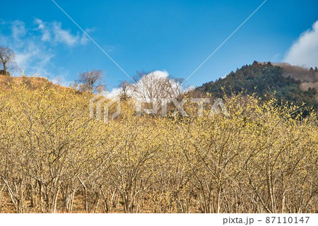 黄色いロウバイ林 黄色いロウバイ林 87110147