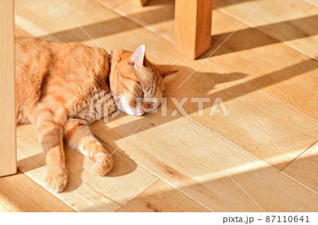 猫のいる生活　毎日昼寝2 87110641