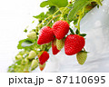 苺栽培　いちご狩り 87110695