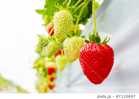 イチゴのハウス栽培　いちご狩り 87110697